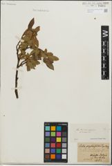 Foto von Salix kitaibeliana Willd. x Salix phylicifolia L.